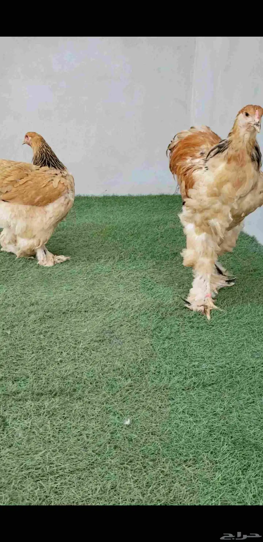 فروخ براهما من انتاج الديك 2
