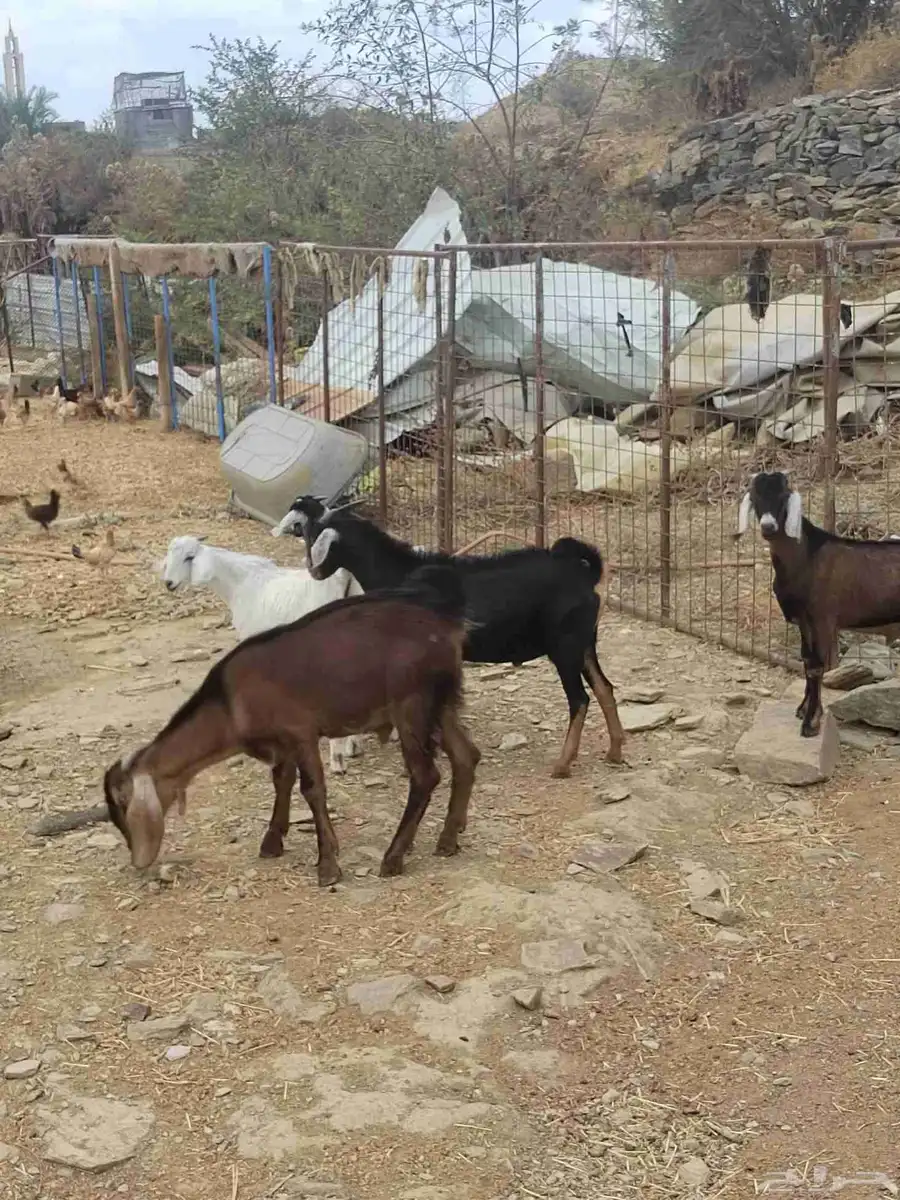 شبك ابو مشعل البرتاوي لبيع المواشي 9