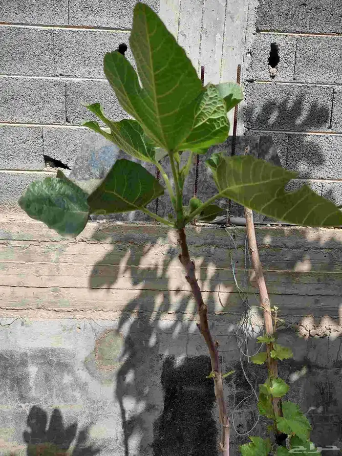 نوادر التين شتلات متنوعة ومميزة 1