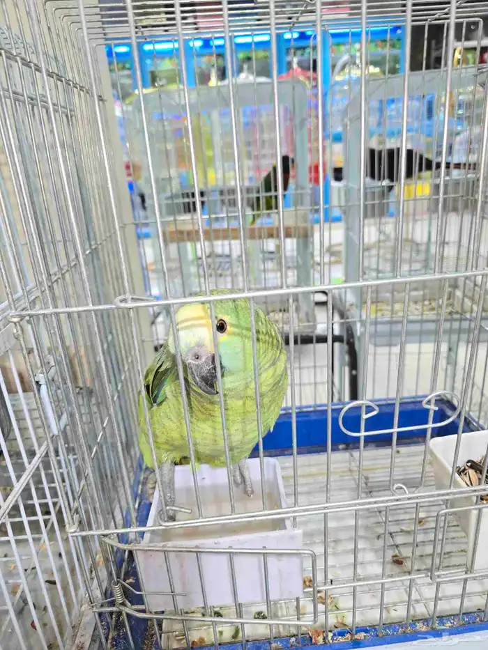 اقبل اي بغبغاء للتبني 5