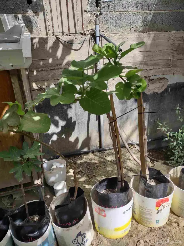 نوادر التين شتلات متنوعة ومميزة 0