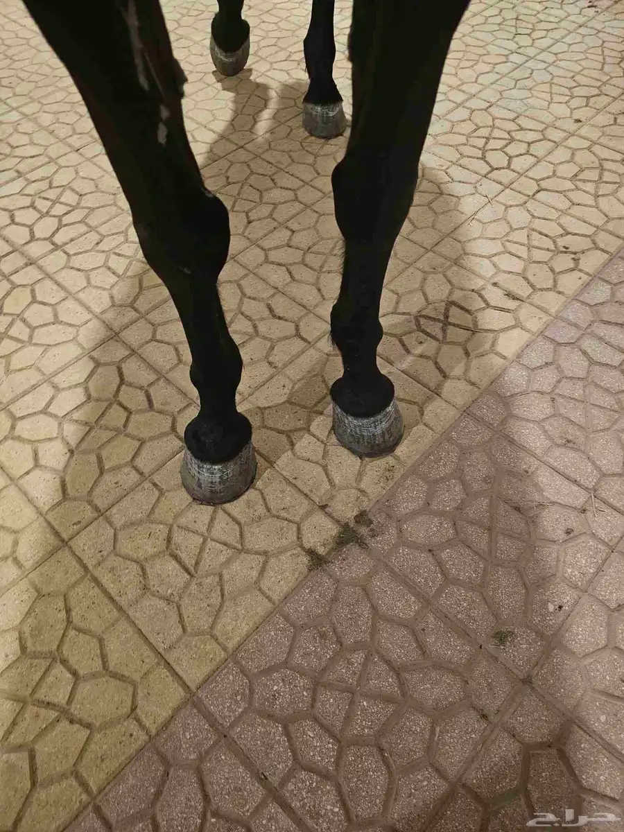 فرس شعبيه دهماء 2