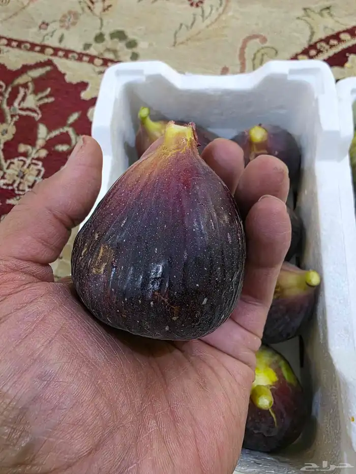 تين وشتلات تين العبيد في أبها 3