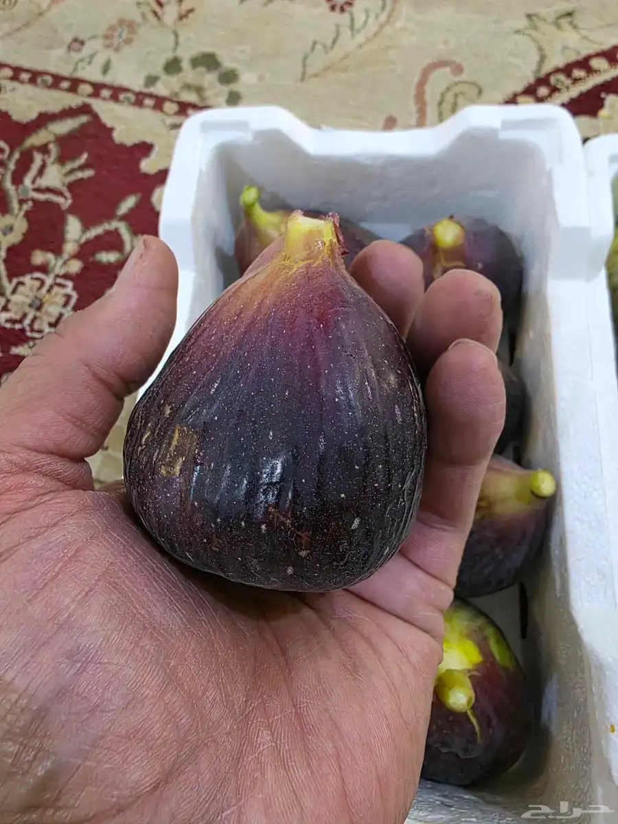 تين وشتلات تين العبيد في أبها 3