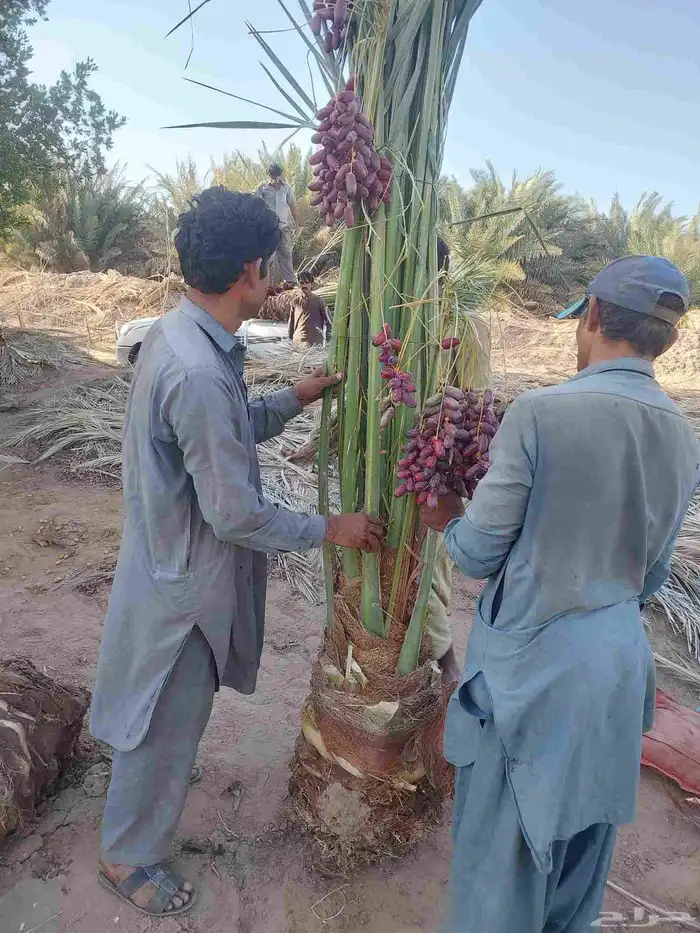 نخل مثمر 0
