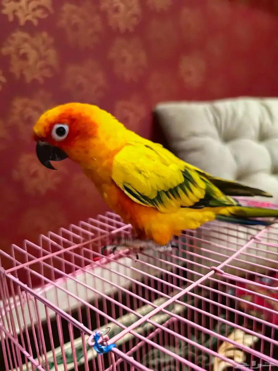 صنكنيور 0