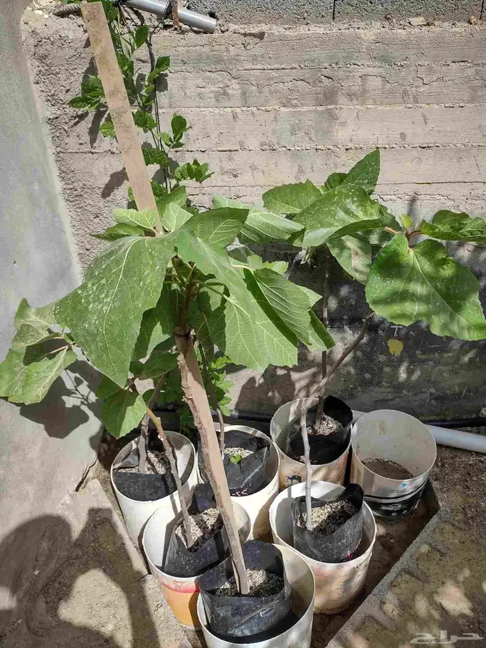 نوادر التين شتلات متنوعة ومميزة 2