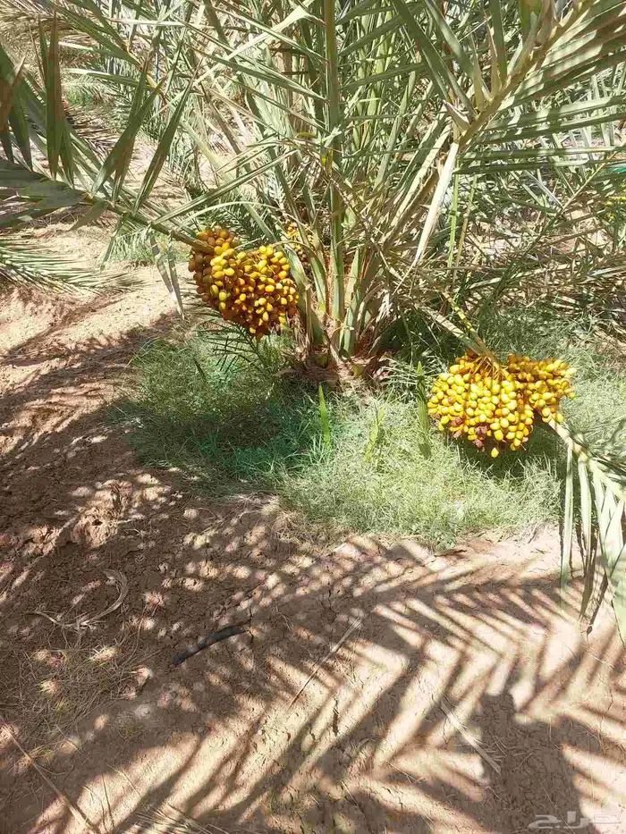 نخل مثمر 3