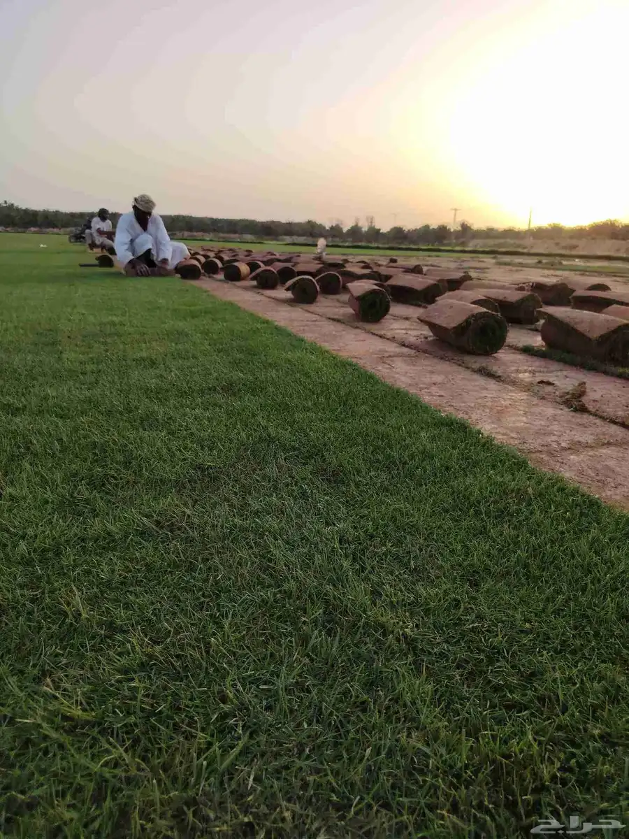 ثيل طبيعي بالخرج 4