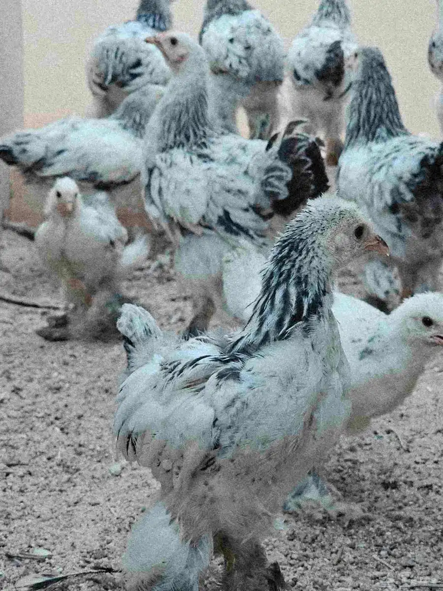 صيصان دجاج براهما لون كولمبي 6