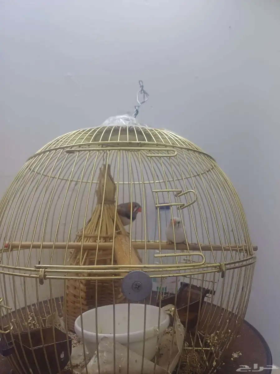 tonton bird index