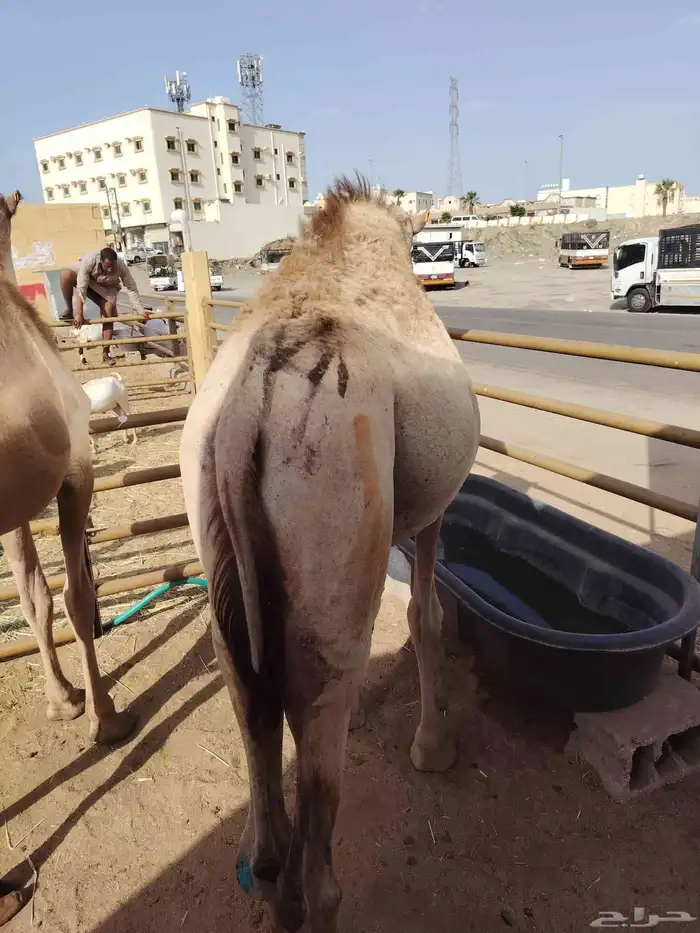 قعدان ونعيمى وسواكن وبربرى وتيوس 0