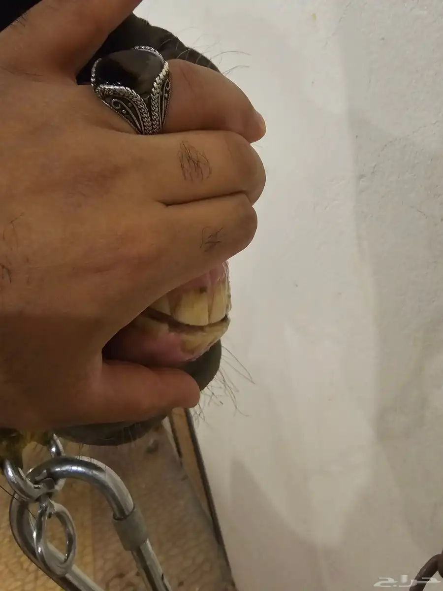 فرس شعبيه دهماء 3