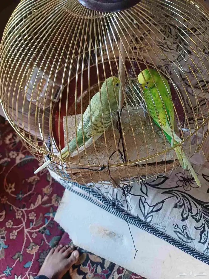 طيورللبيع 0
