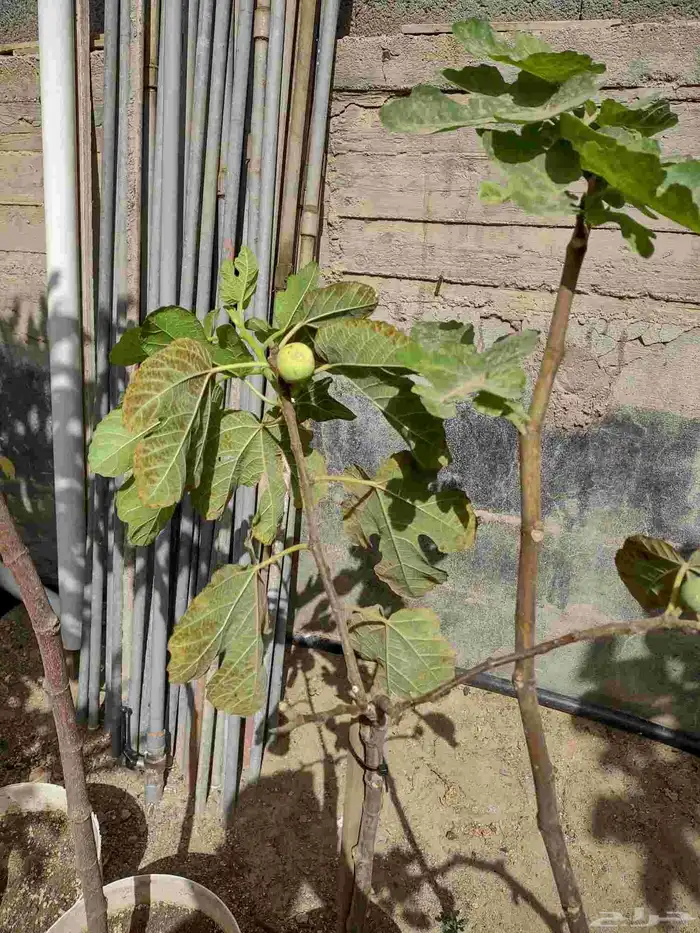 نوادر التين شتلات متنوعة ومميزة 3