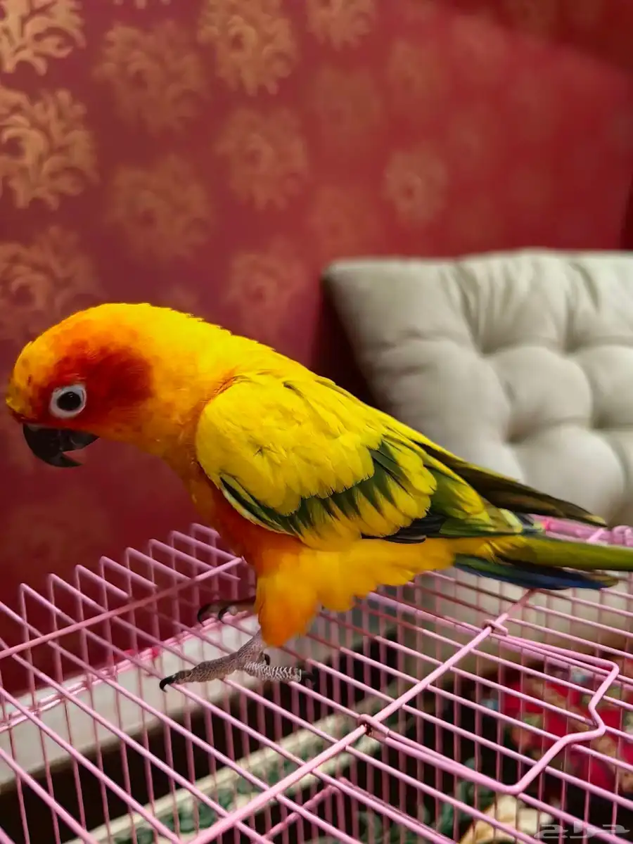 صنكنيور 1
