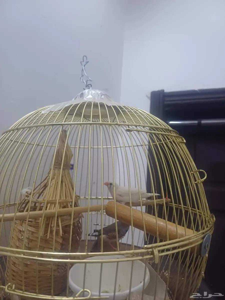 tonton bird index