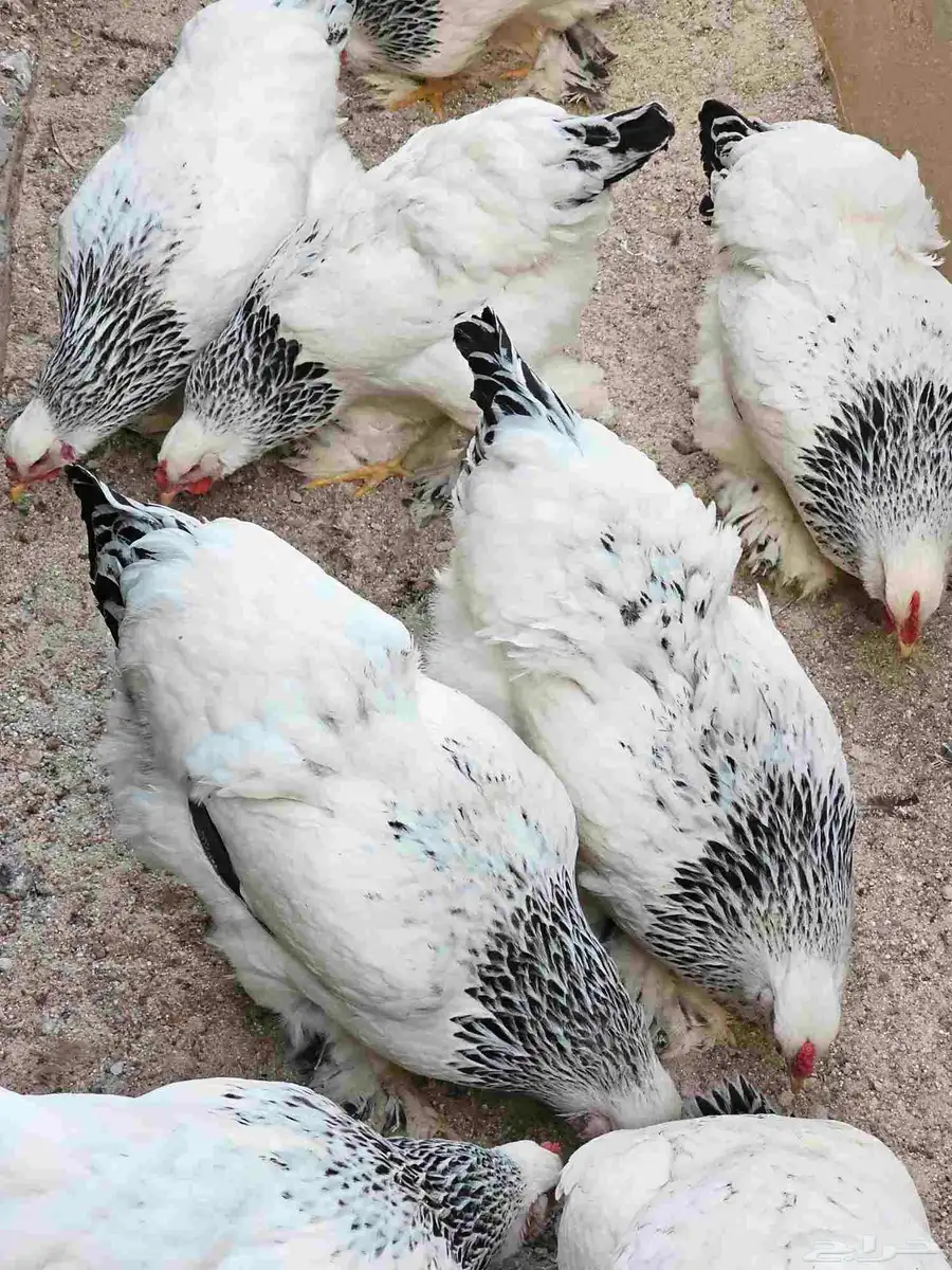 صيصان دجاج براهما لون كولمبي 9