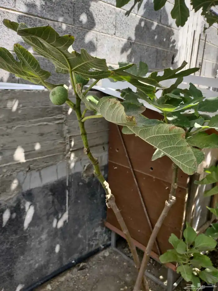 نوادر التين شتلات متنوعة ومميزة 4