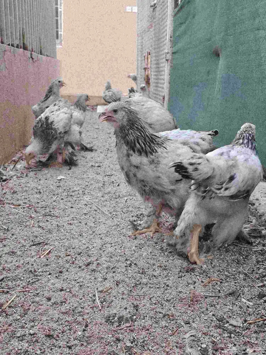 صيصان دجاج براهما لون كولمبي 3