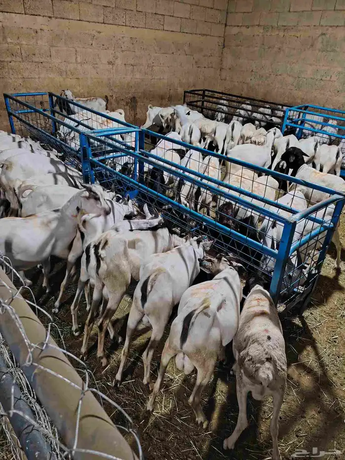 قعدان ونعيمى وسواكن وبربرى وتيوس 6