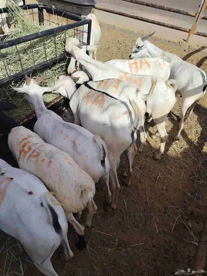 قعدان ونعيمى وسواكن وبربرى وتيوس 4