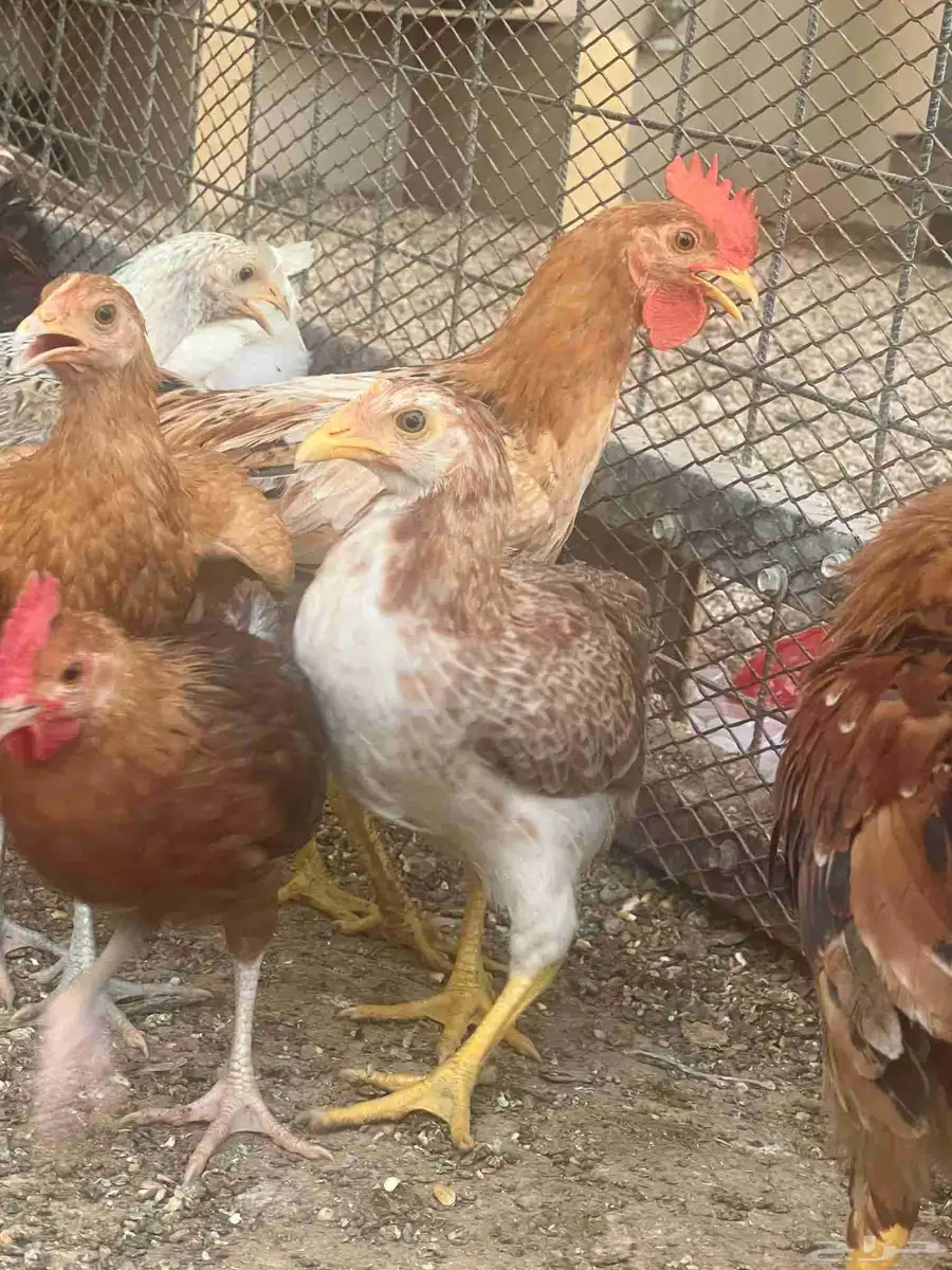 دجاج بلدي صحه ممتازه العمر 4 شهور 2