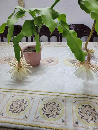 نبات استوائي 2
