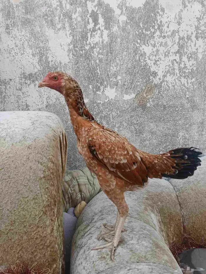 دجاجه سندي فوليا فاخر للآخر ماشاء الله 3