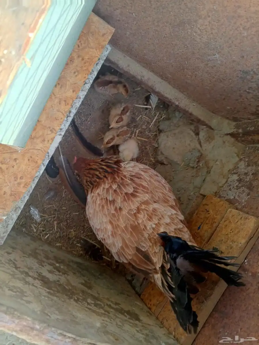 دجاجه معاها اربعه صيصان 1
