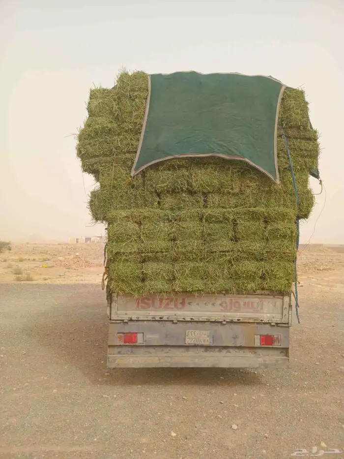 الرياض. برسيم. صافي. وناعم. و. طيب. مره. العدد. 250. حبه. 0