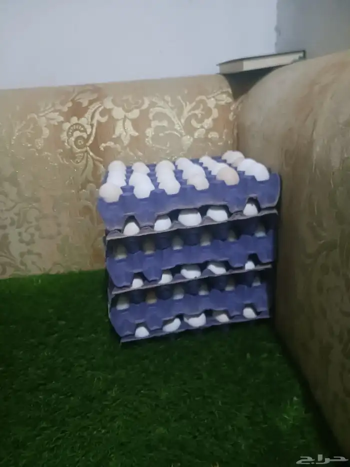 بيض مخصب بنسبه عاليه بأذن الله امهات جروم فواتح 1