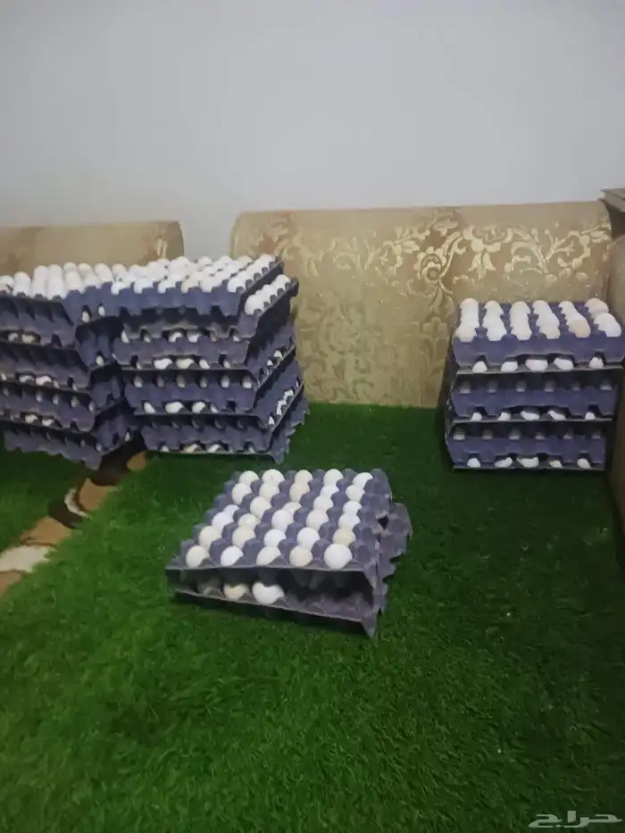 بيض مخصب بنسبه عاليه بأذن الله امهات جروم فواتح 2