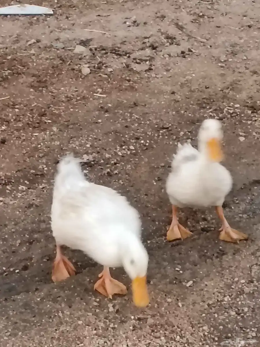 فرخين بط بكيني 9