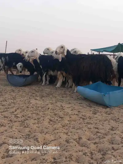 غنم نجدي 1