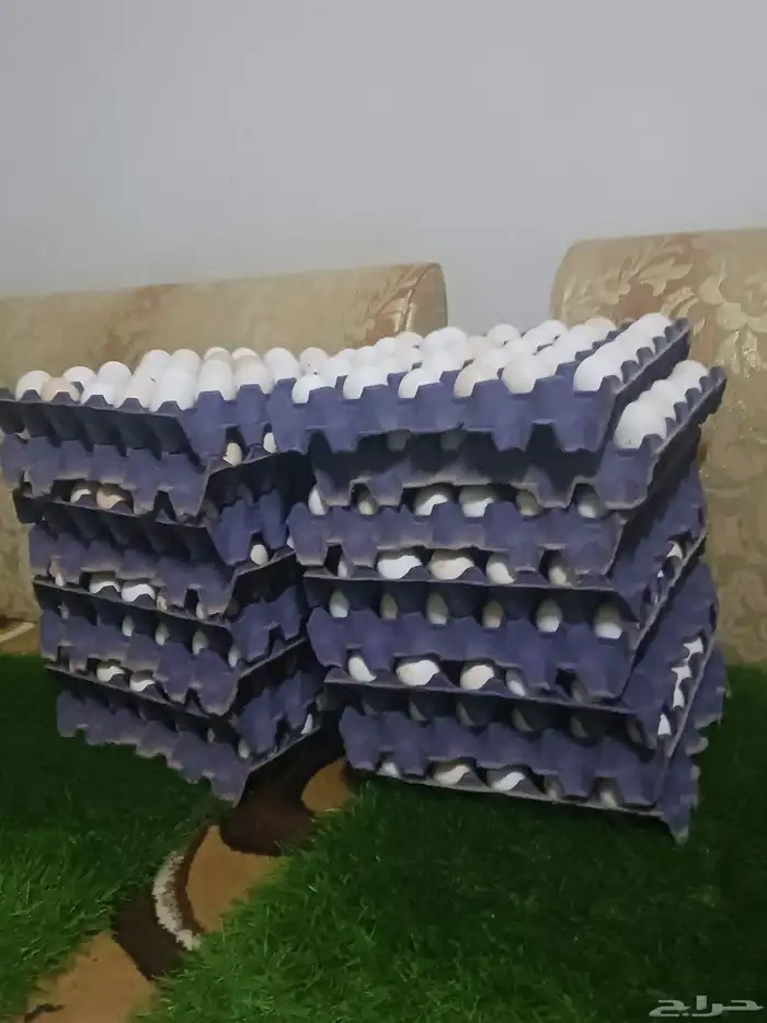 بيض مخصب بنسبه عاليه بأذن الله امهات جروم فواتح 0