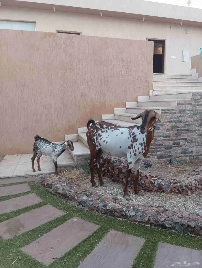 عنز جنوبيه يتبعها جفره 4
