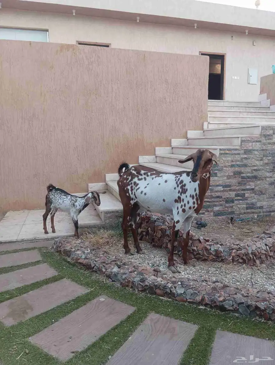 عنز جنوبيه يتبعها جفره 3