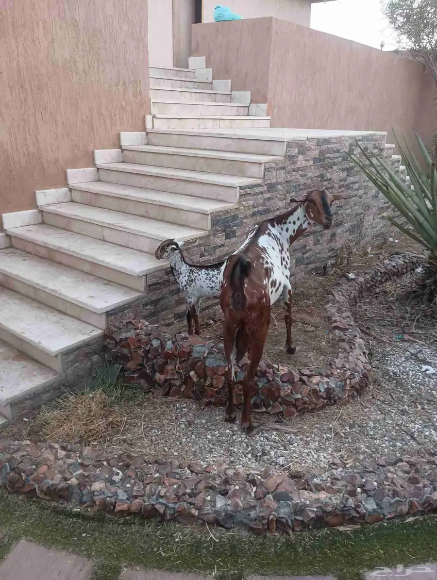 عنز جنوبيه يتبعها جفره 4