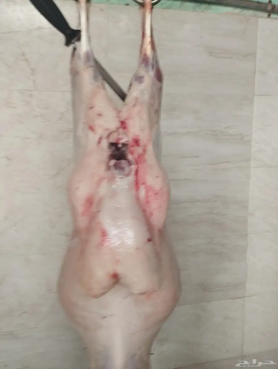 ذبائح ابوخالدالشاوي 1