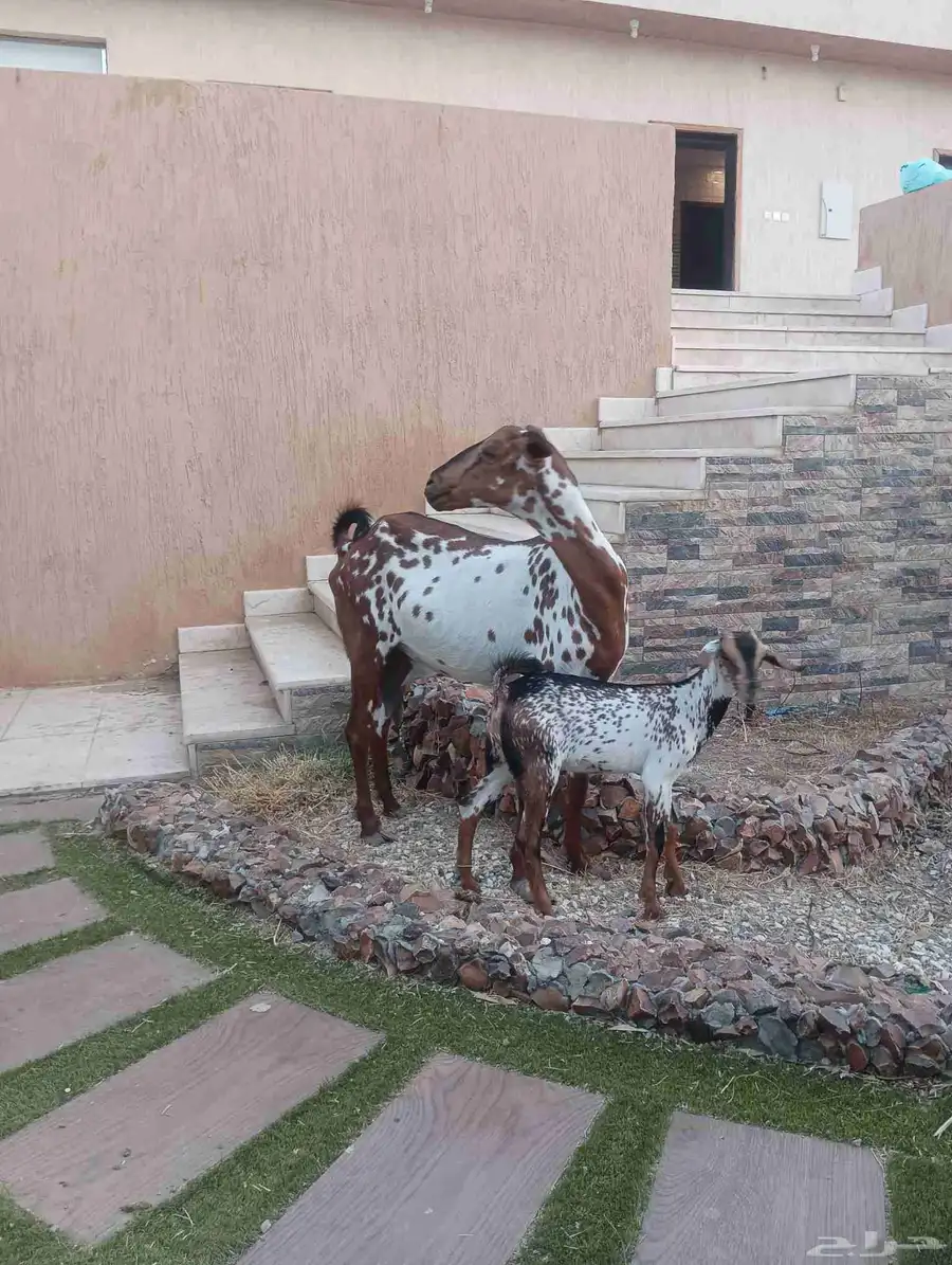 عنز جنوبيه يتبعها جفره 2