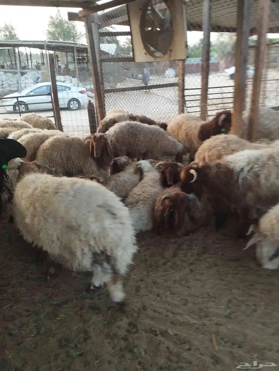 ذبائح ابوخالدالشاوي 0