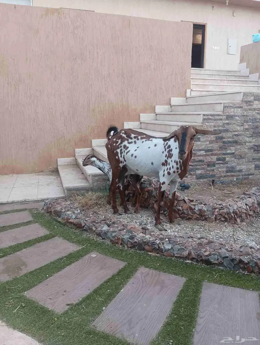 عنز جنوبيه يتبعها جفره 1