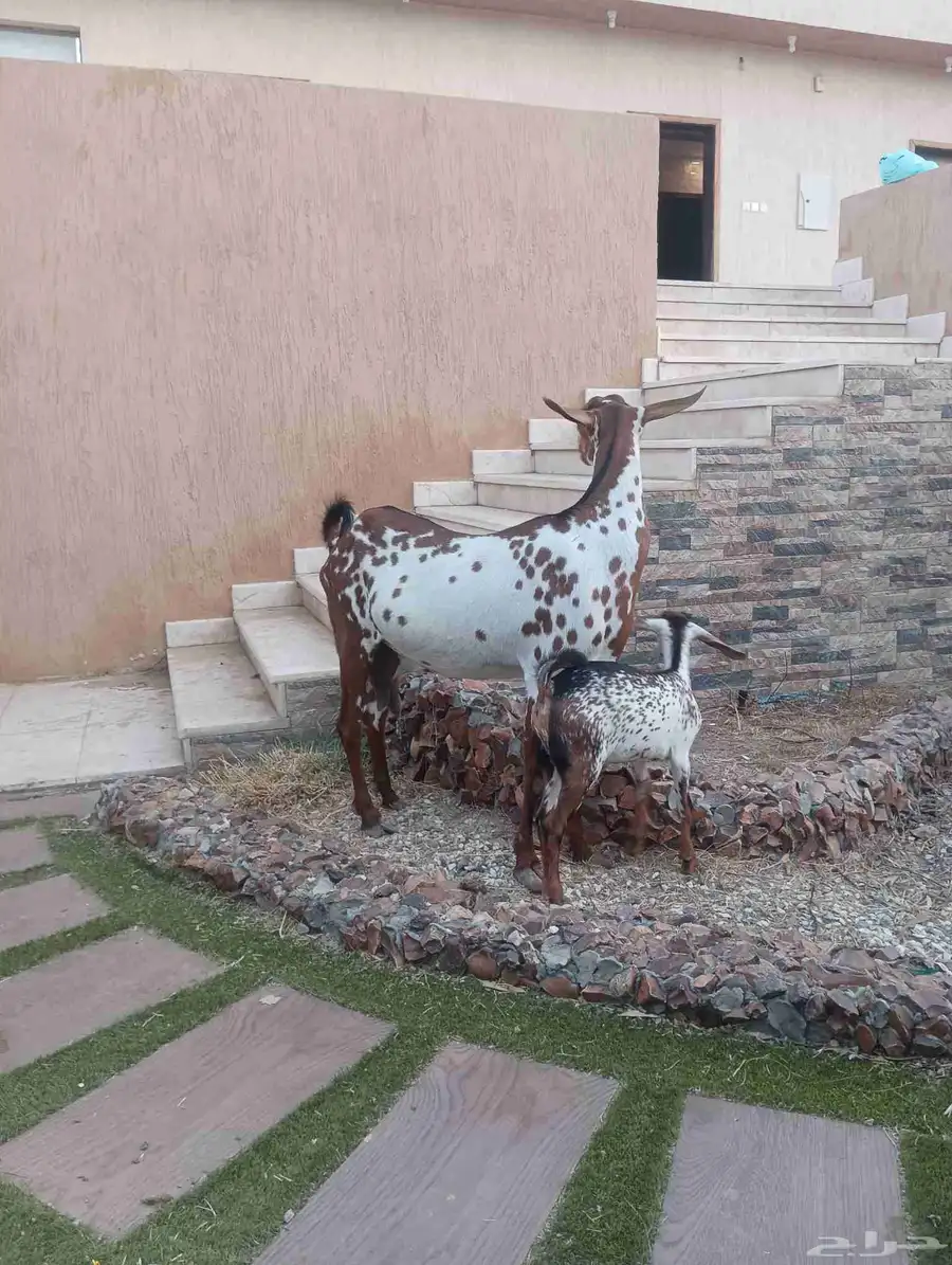 عنز جنوبيه يتبعها جفره 0
