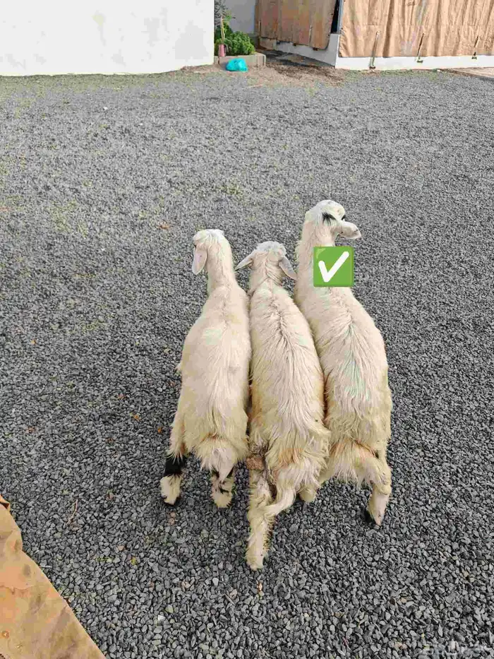 خرفان صفر ثلاجة - ( تم البيع ) 0