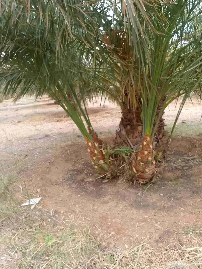 السلام عليكم ورحمة الله وبركاته يوجد لدينا جميع انواع النخل 6