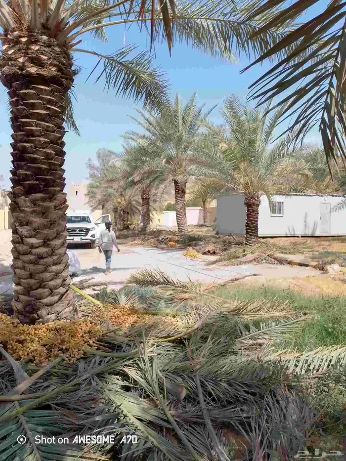 نعم الجميع اشغال النخيل تكريم نخل عربي تكريم مبلغ الفلاني 9