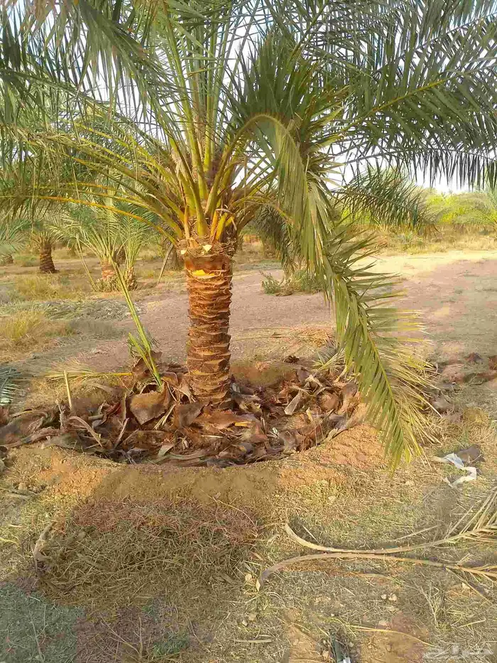 السلام عليكم ورحمة الله وبركاته يوجد لدينا جميع انواع النخل 7