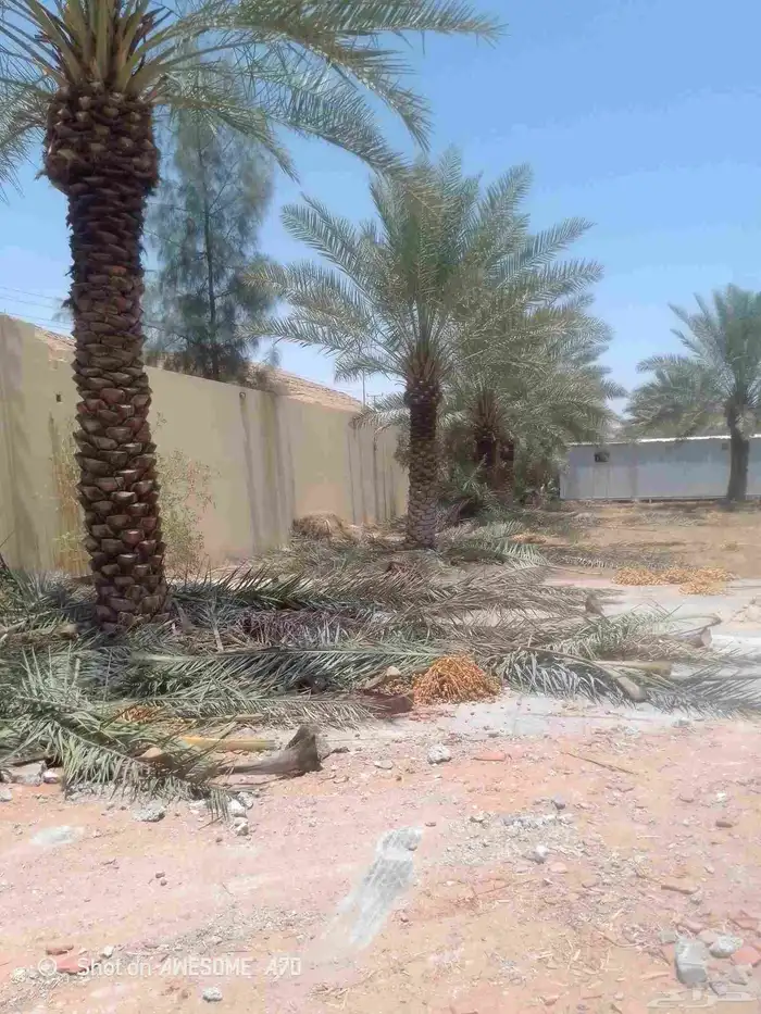 نعم الجميع اشغال النخيل تكريم نخل عربي تكريم مبلغ الفلاني 6