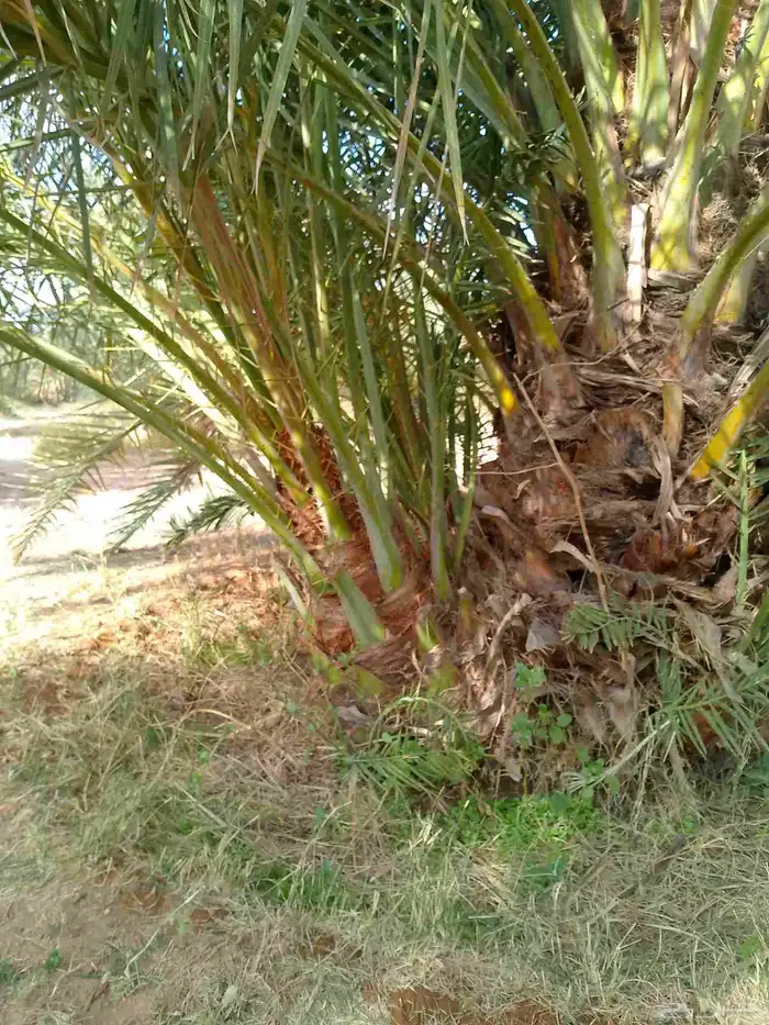 السلام عليكم ورحمة الله وبركاته يوجد لدينا جميع انواع النخل 3